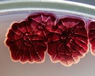 streptomyces streptomyces colony